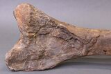 Huge, Adult Hadrosaur (Hypacrosaurus) Tibia Bone - Montana #245513-12